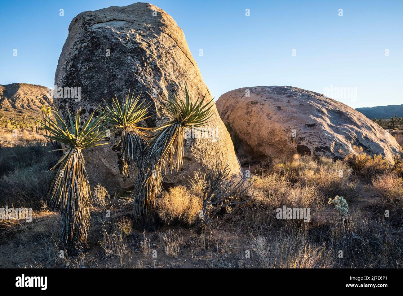 Mojave yucca au coucher du soleil dans le ciel dans le parc national de Joshua Tree. Banque D'Images