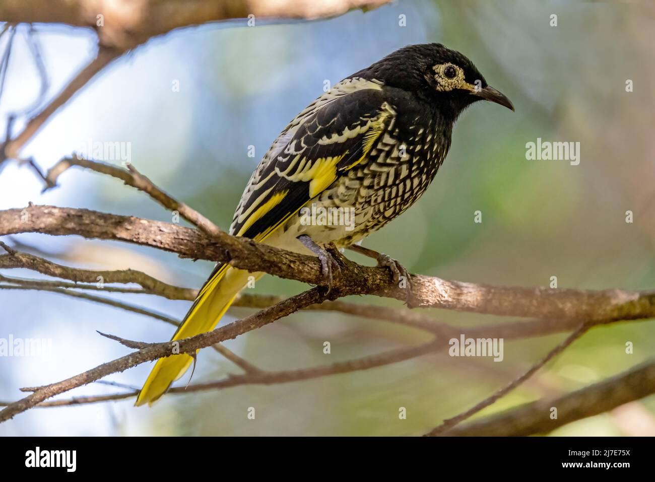 Le régent australien Honeyeater (Anthochaera phrygia), en danger critique d'extinction Banque D'Images