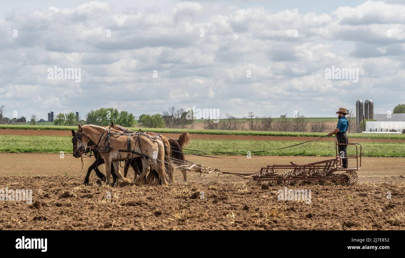 Comté de Lancaster, Pennsylvanie-5 mai 2022 : un agriculteur amish plère le champ. Banque D'Images