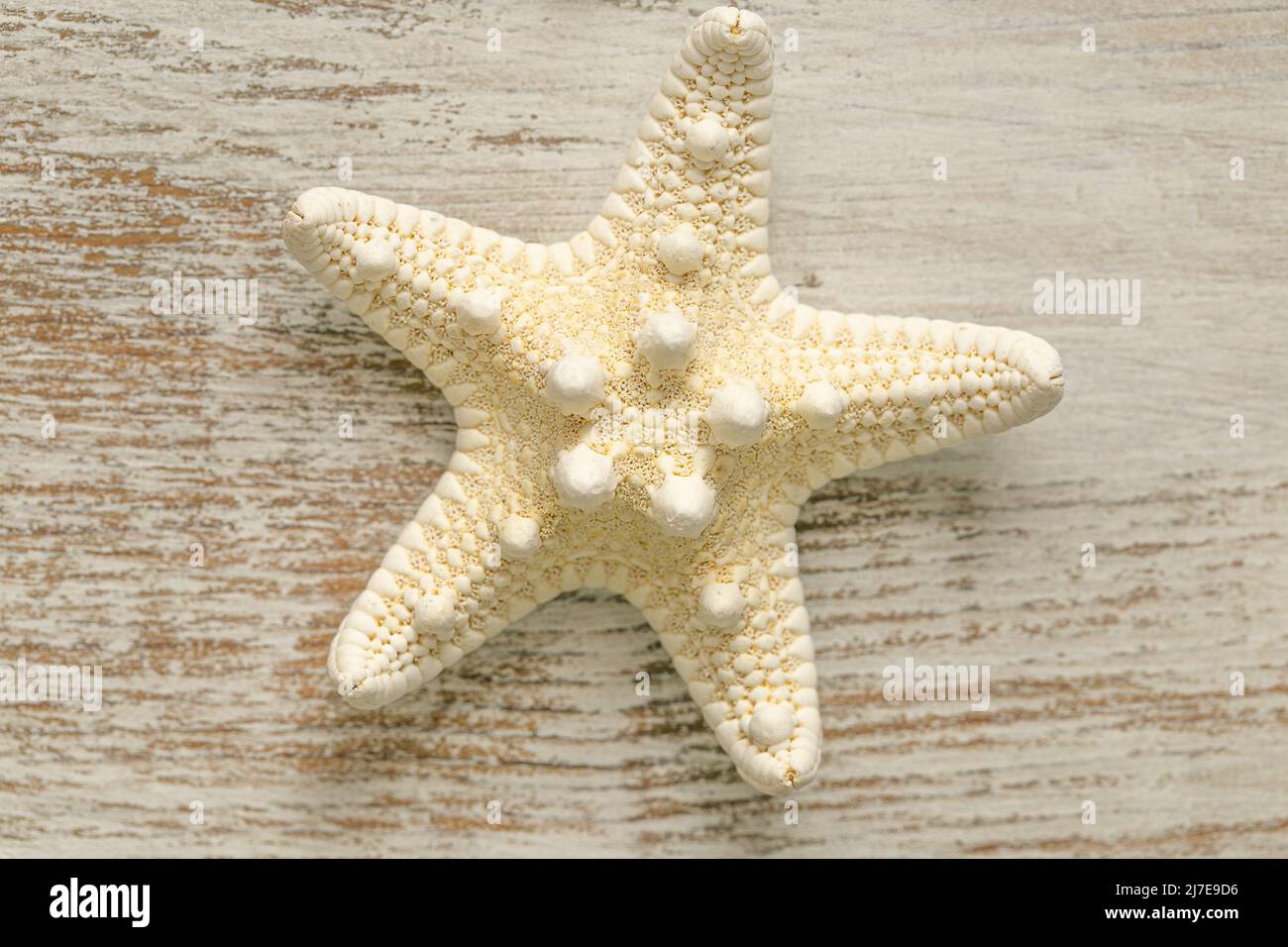 Fond d'écran marin. Étoiles de mer beige sur fond blanc chic. Décor nautique d'été. Arrière-plan dans un style marin dans des tons blancs et beiges Banque D'Images