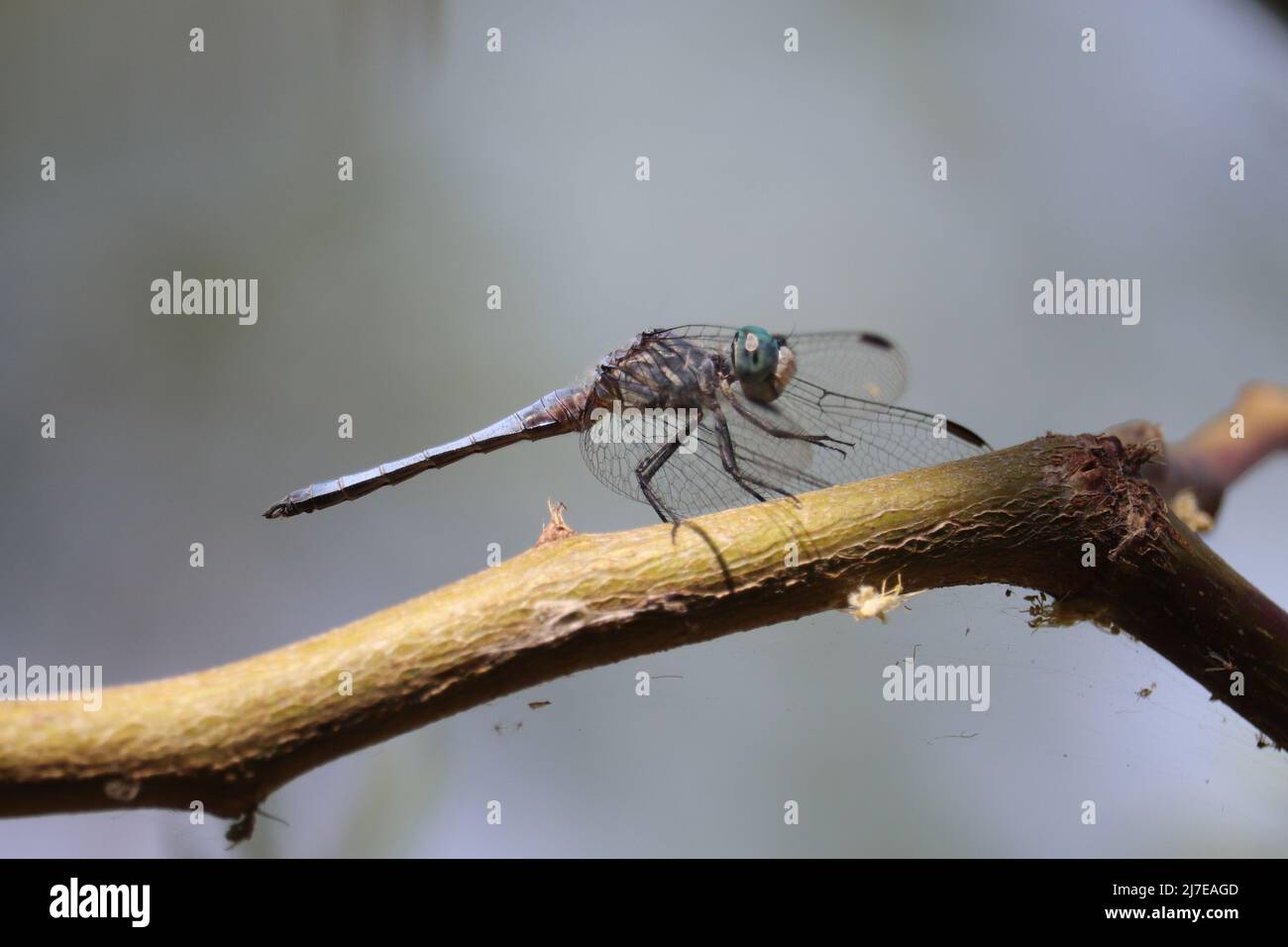 Mâle bleu dasher ou Pachydipax longipennis reposant sur une branche d'arbre au ranch d'eau riveraine en Arizona. Banque D'Images