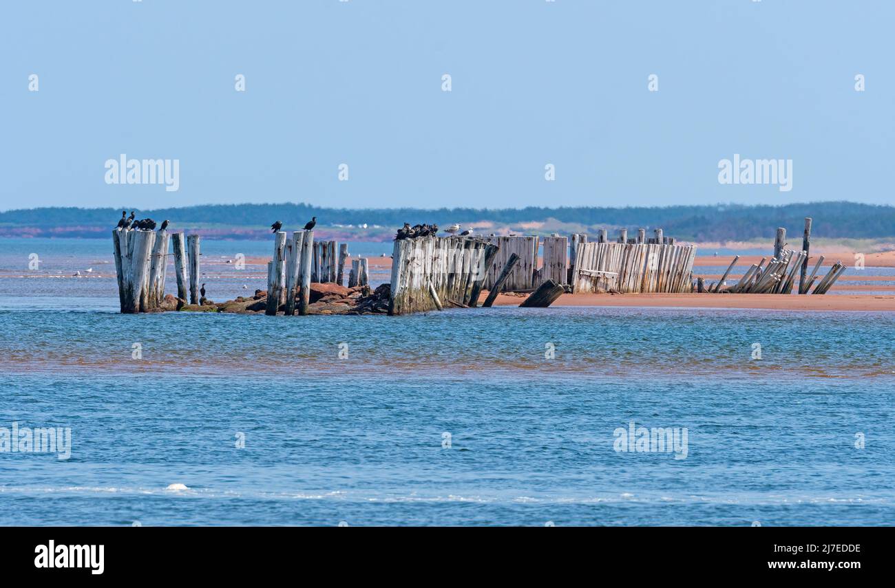 Oiseaux de mer reposant sur des vols abandonnés dans la baie de New London, à l'Île-du-Prince-Édouard Banque D'Images