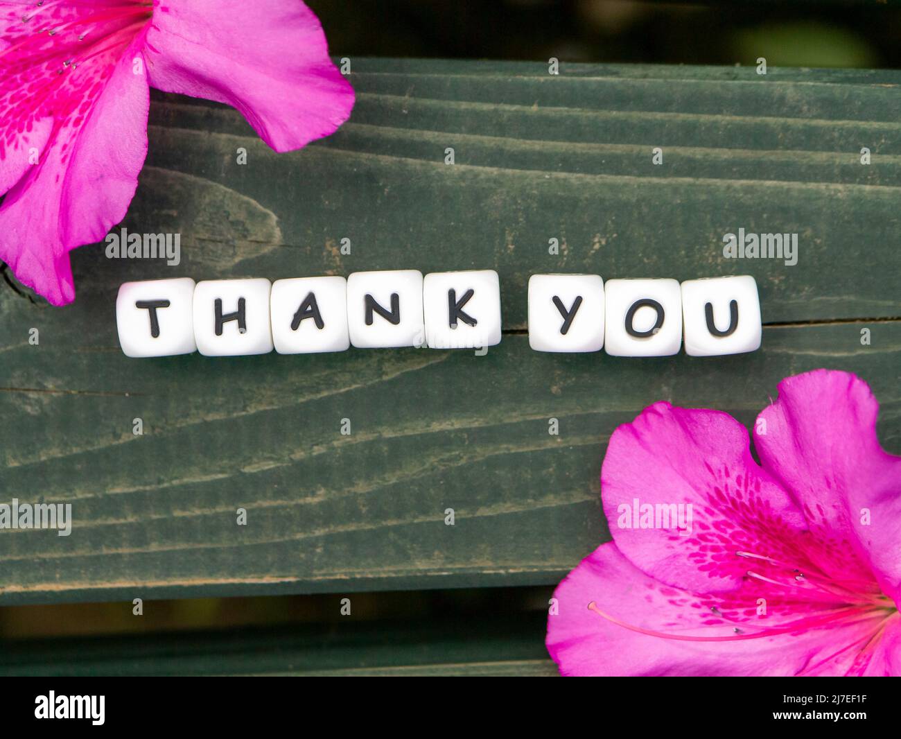 Thank you text Banque de photographies et d’images à haute résolution