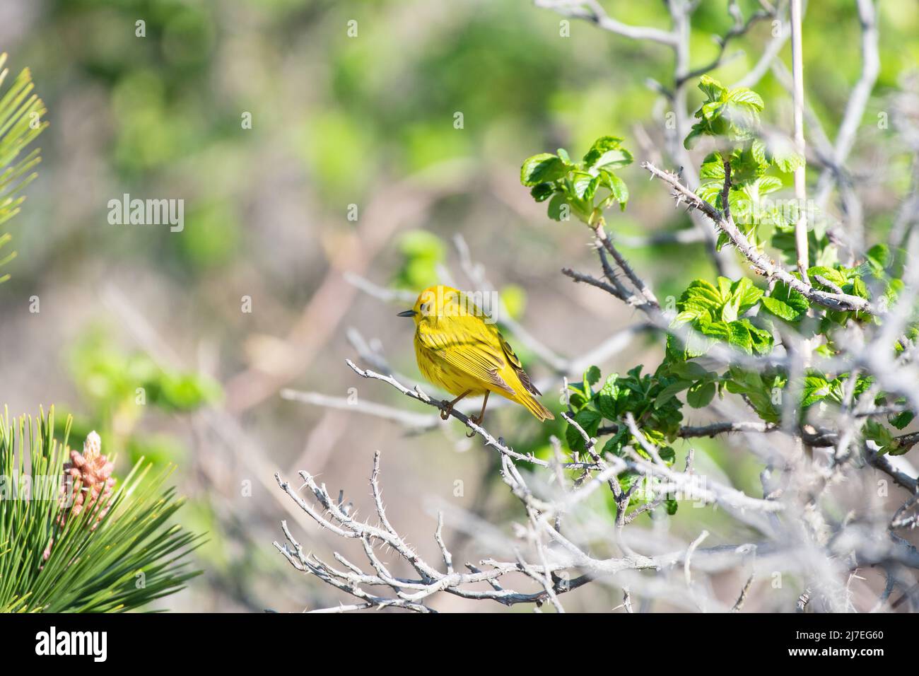 Belle Paruline jaune perchée sur l'arbre Banque D'Images