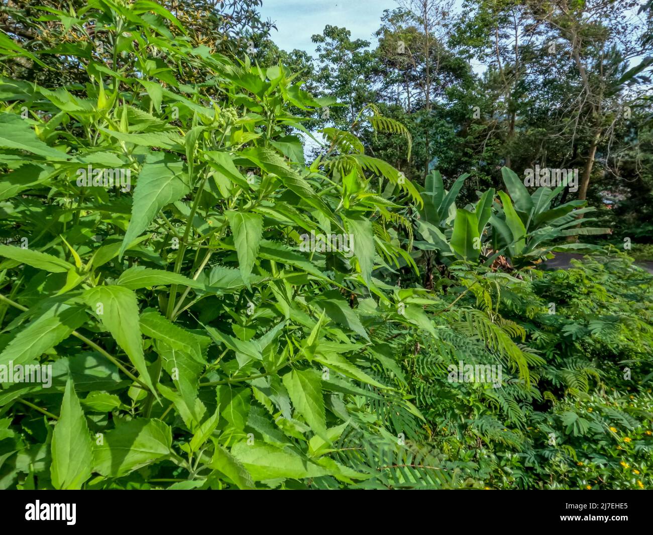 Plante Boneset d'automne qui pousse sauvage sur le bord de la route, a des feuilles dentelées vertes, avec des tiges et des feuilles de cheveux blanches. Banque D'Images