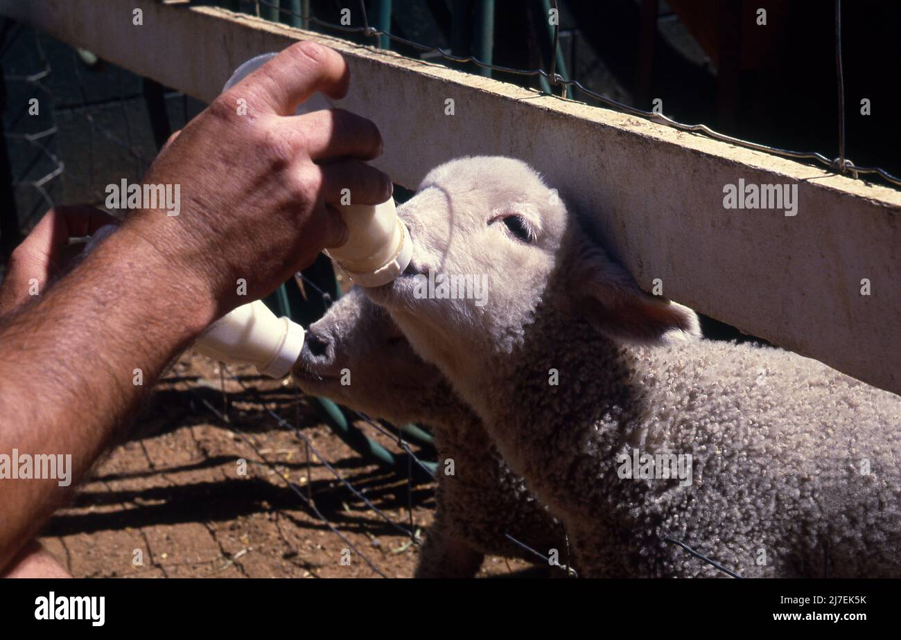 AGNEAUX NOURRIS AU BIBERON SUR UNE PROPRIÉTÉ RURALE EN NOUVELLE-GALLES DU SUD, EN AUSTRALIE. Banque D'Images