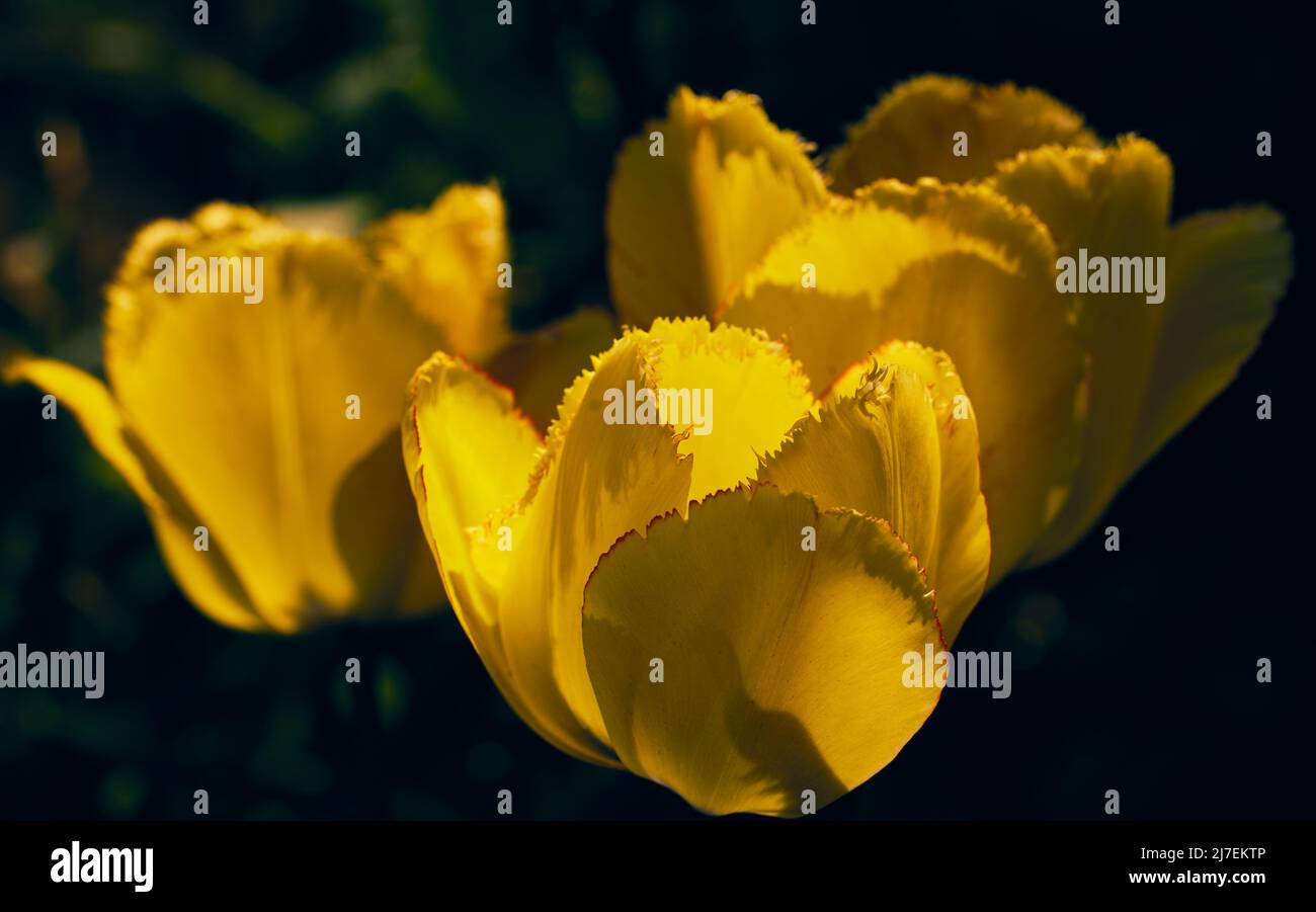 Photo en gros plan de trois tulipes jaunes en plein soleil sur un arrière-plan sombre et flou Banque D'Images