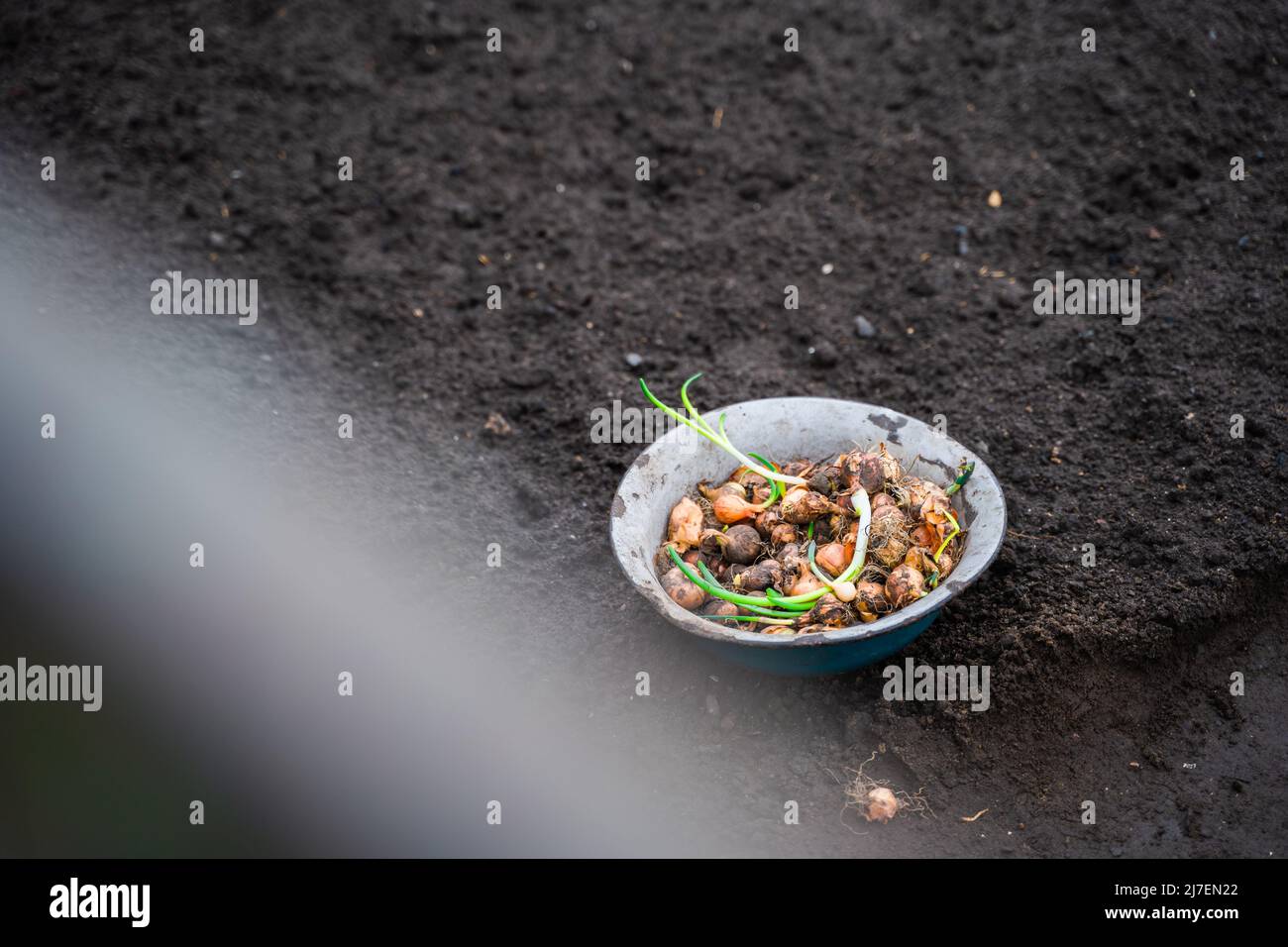 Un bol d'oignons préparé pour la plantation dans le sol au printemps Banque D'Images