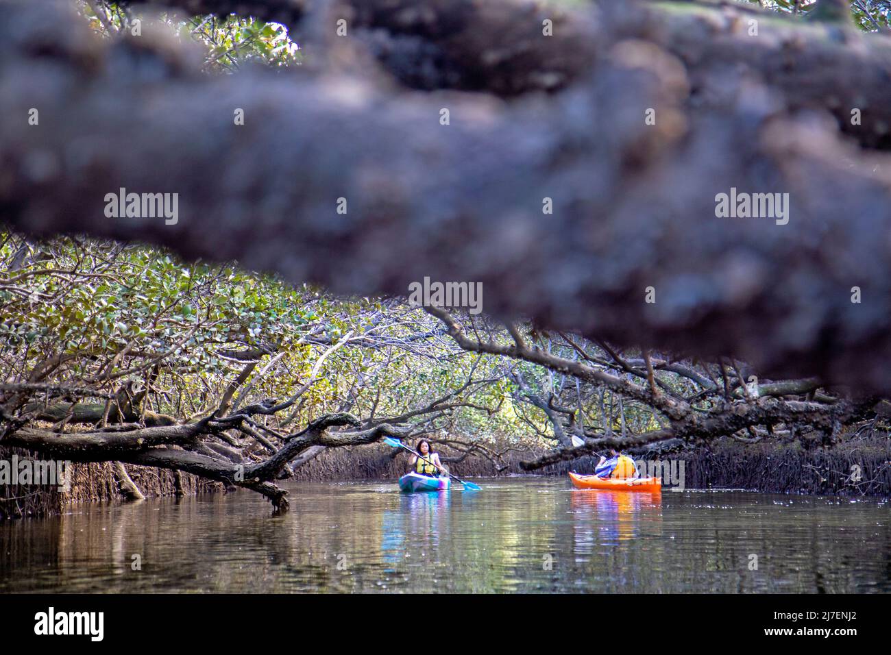 Kayak dans les mangroves du sanctuaire des dauphins d'Adélaïde le long de la rivière Port Banque D'Images
