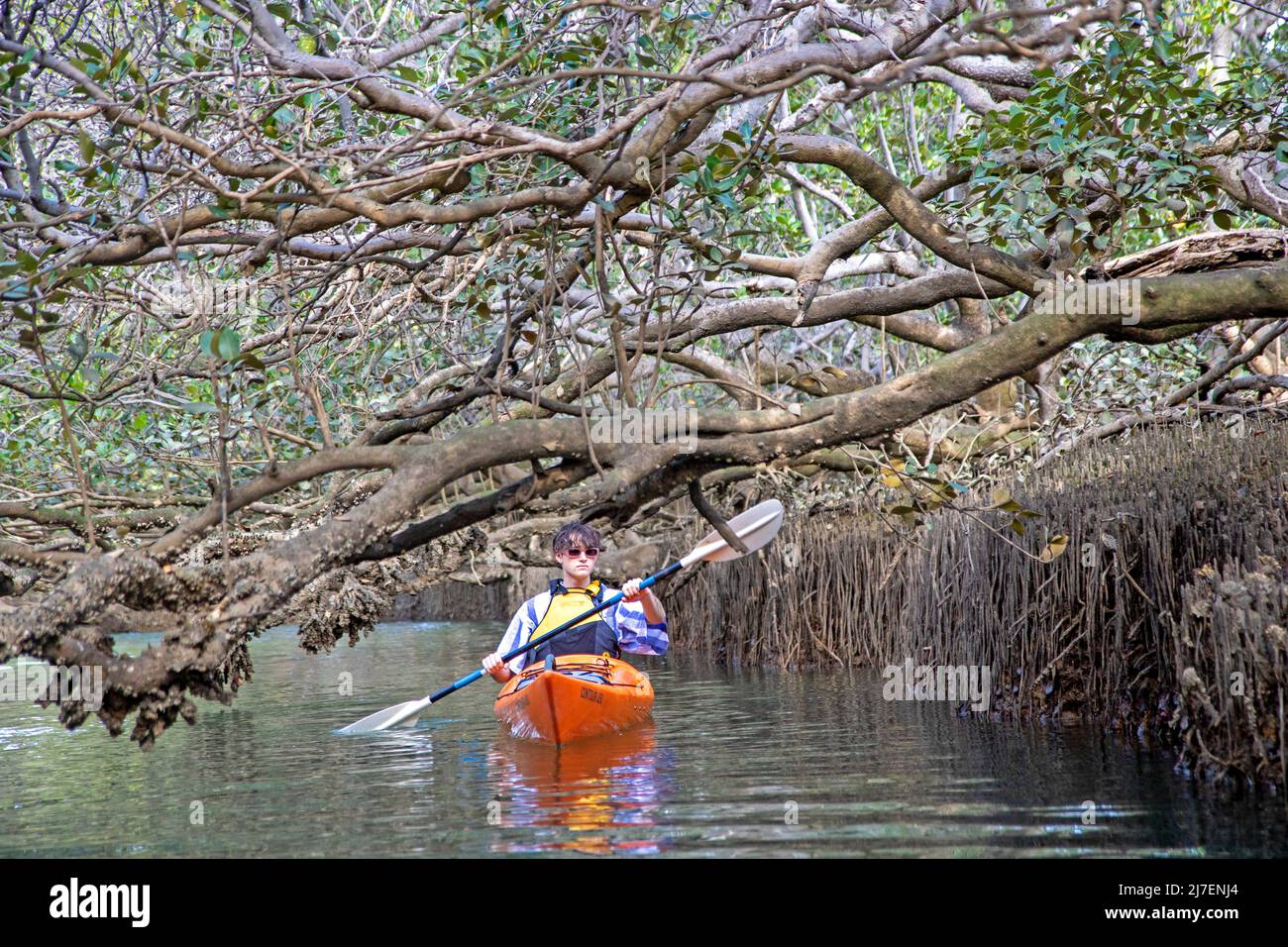 Kayak dans les mangroves du sanctuaire des dauphins d'Adélaïde le long de la rivière Port Banque D'Images