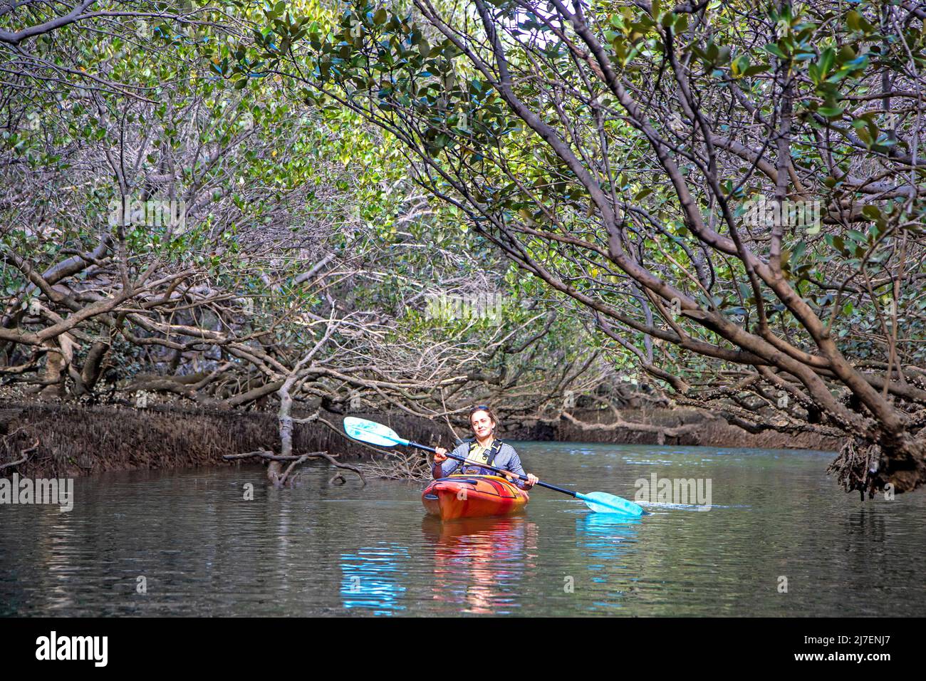 Kayak dans les mangroves du sanctuaire des dauphins d'Adélaïde le long de la rivière Port Banque D'Images
