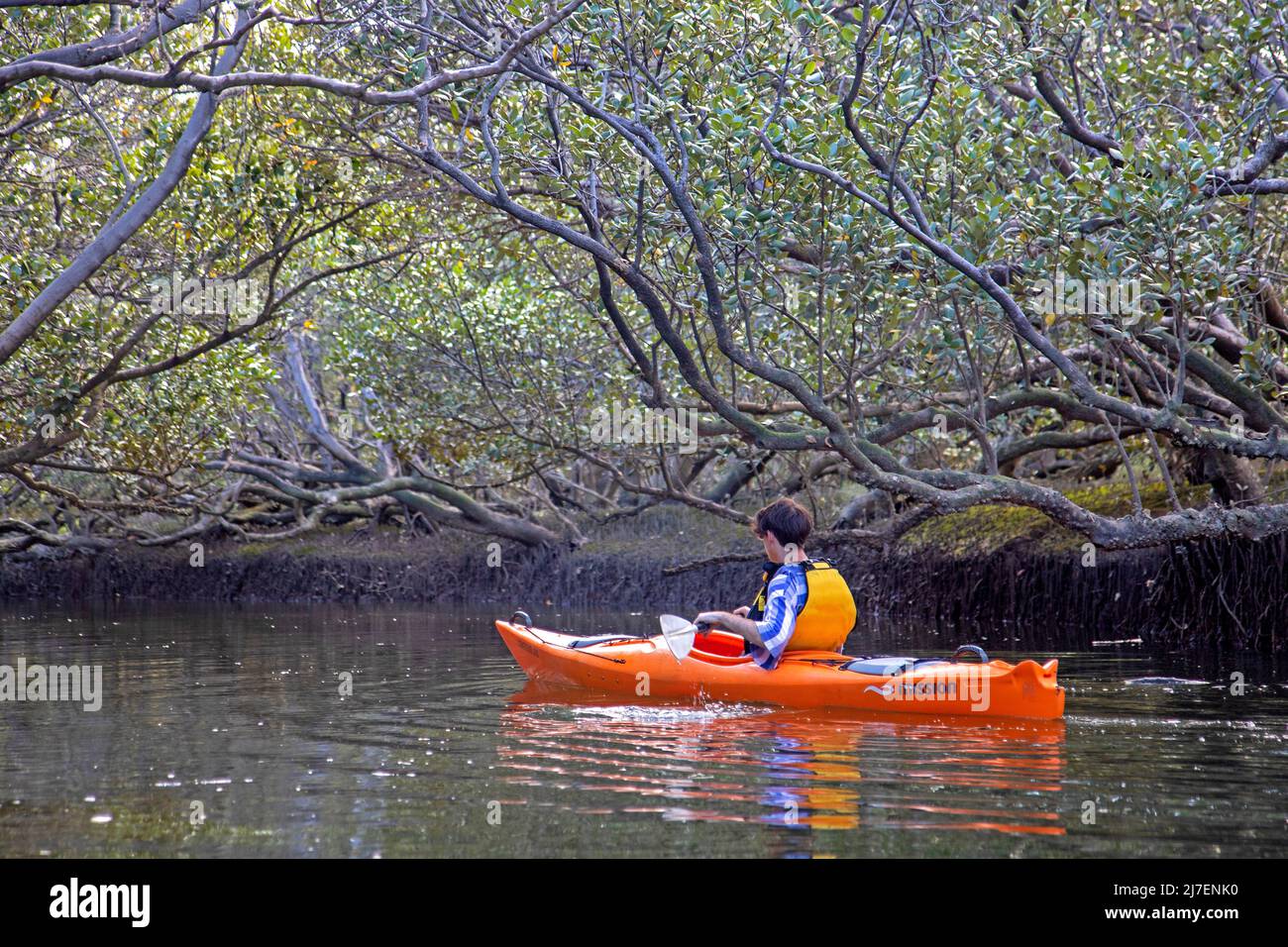 Kayak dans les mangroves du sanctuaire des dauphins d'Adélaïde le long de la rivière Port Banque D'Images