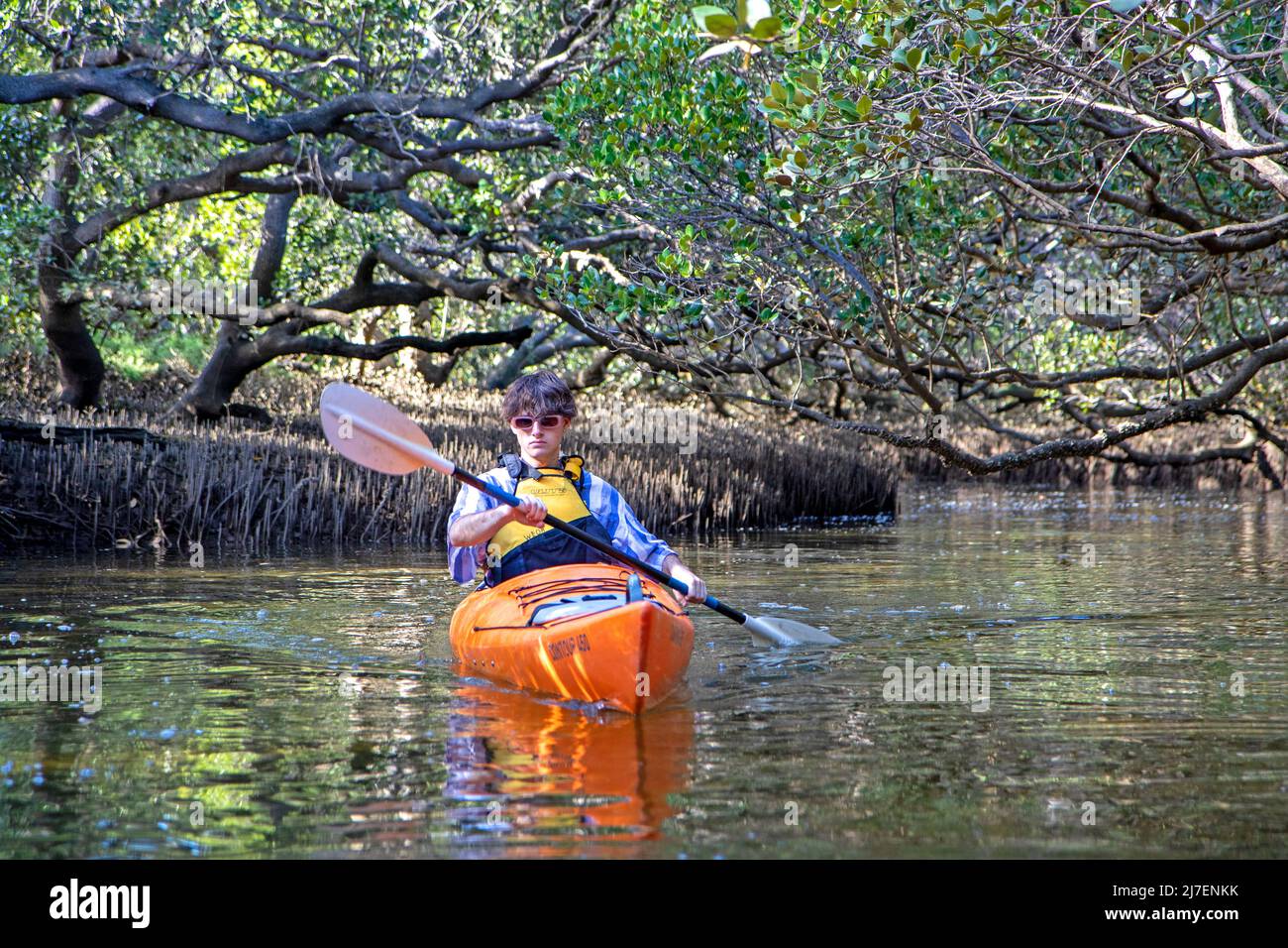 Kayak dans les mangroves du sanctuaire des dauphins d'Adélaïde le long de la rivière Port Banque D'Images