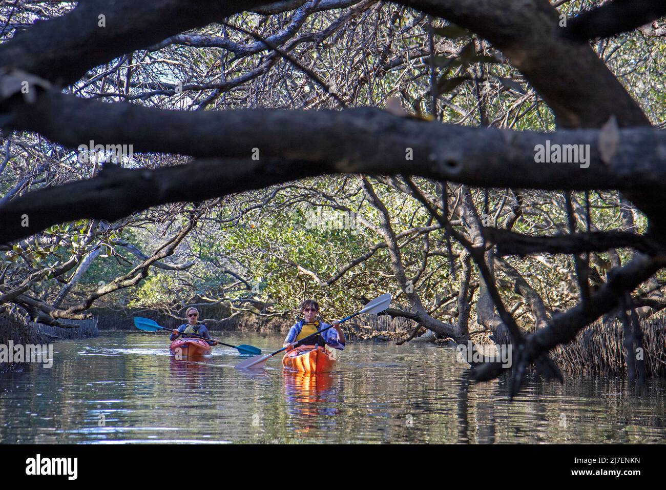Kayak dans les mangroves du sanctuaire des dauphins d'Adélaïde le long de la rivière Port Banque D'Images