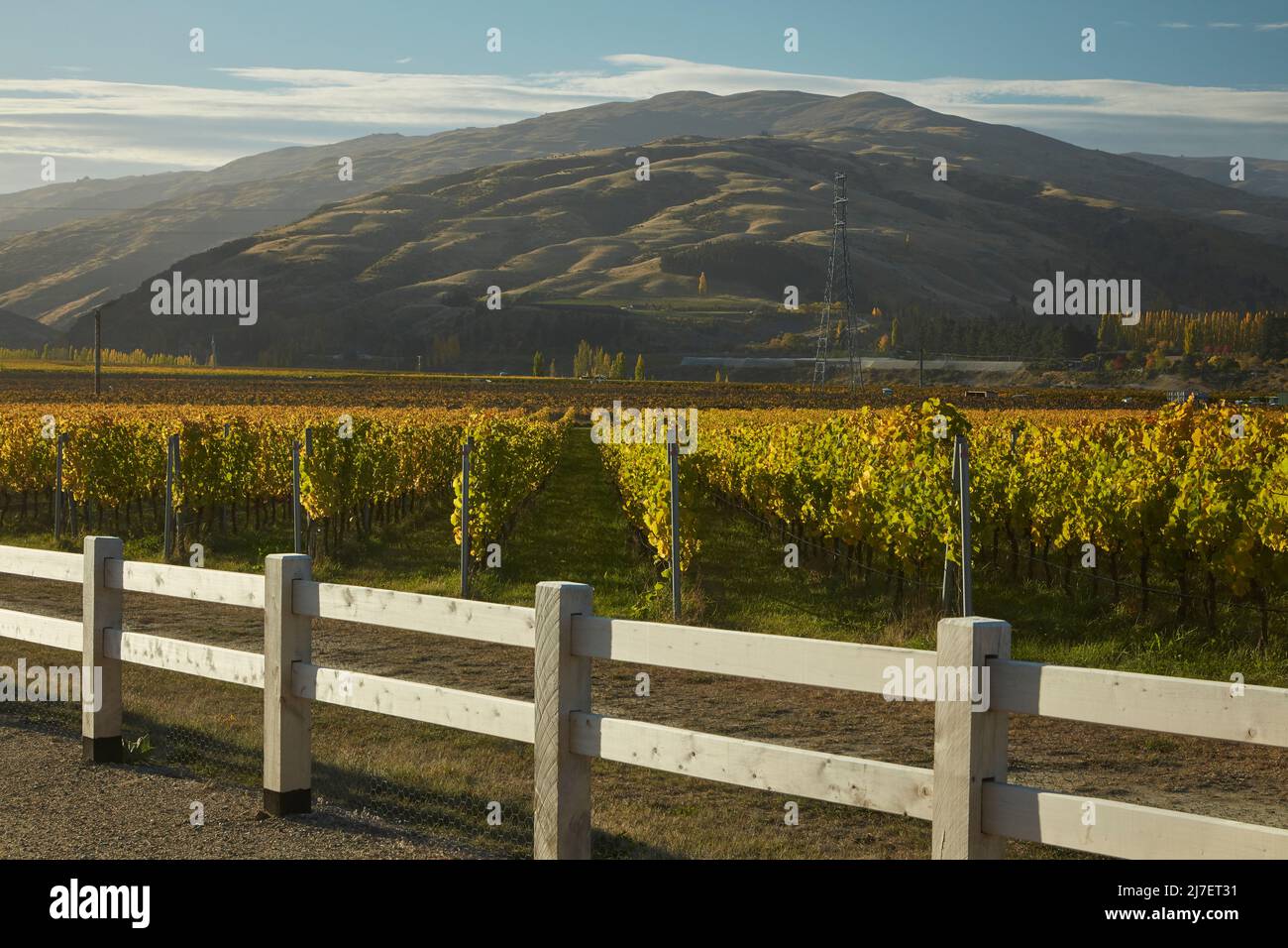 Couleurs d'automne dans le vignoble, Felton Road, Bannock Burn, et Pise Range, près de Cromwell, Centre d'Otago, Île du Sud, Nouvelle-Zélande Banque D'Images