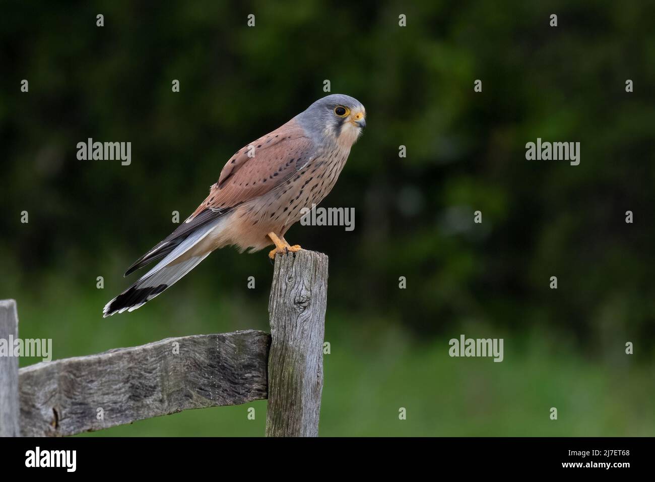 Un kestrel mâle perché sur un ancien poste de clôture en bois Banque D'Images