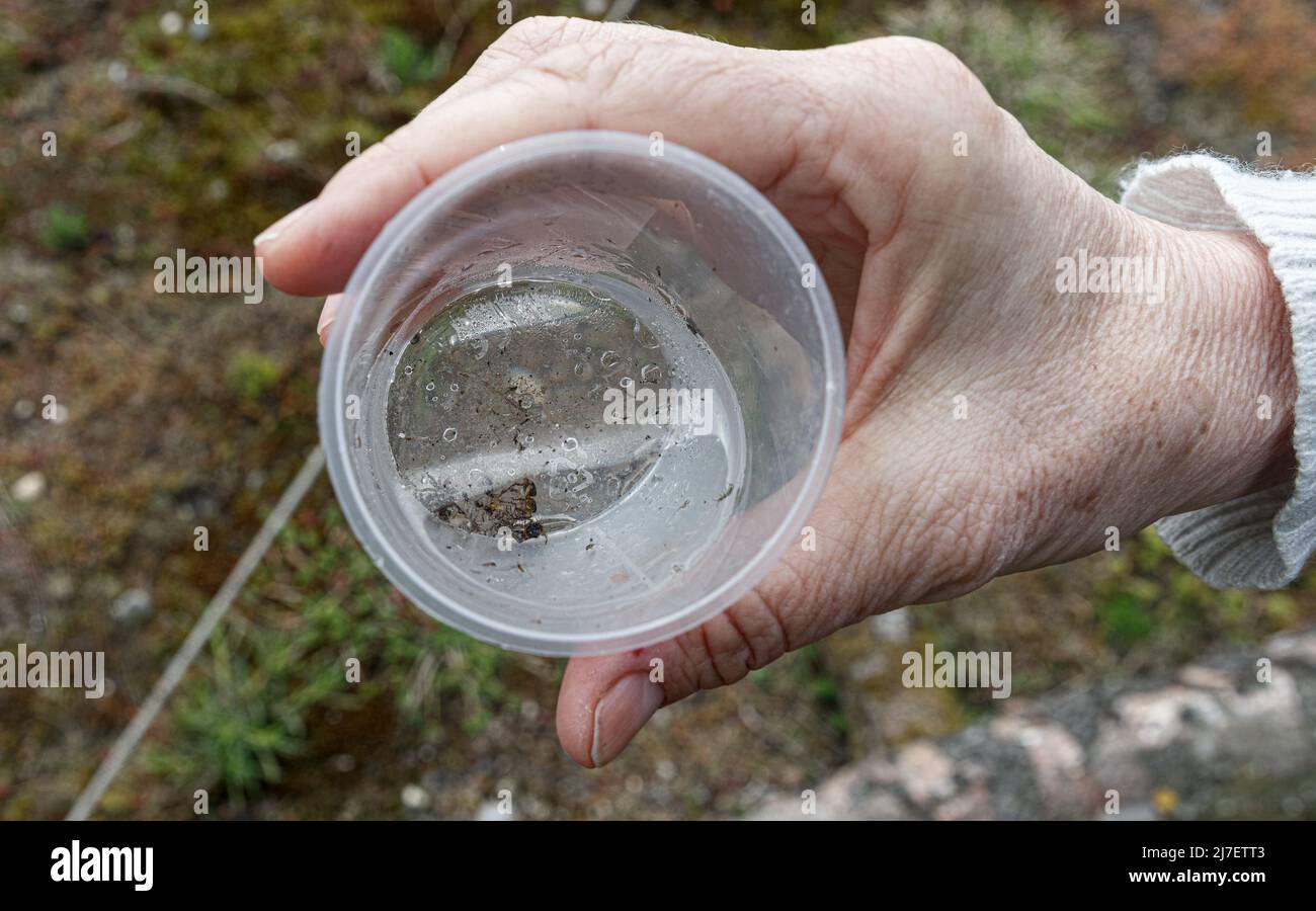 21 avril 2022, Hambourg: Des insectes capturés dans un piège à eau sur un toit vert dans le district de Wilhelmsburg à Hambourg sont recueillis pour étude scientifique. Les toits verts favorisent la biodiversité, aident à amortir le réchauffement urbain causé par le changement climatique et servent de terrain de reproduction pour les espèces d'oiseaux nicheurs comme les goélands. (À dpa: 'La grande rampement - les toits verts avec une quantité surprenante de biodiversité') photo: Markus Scholz/dpa Banque D'Images