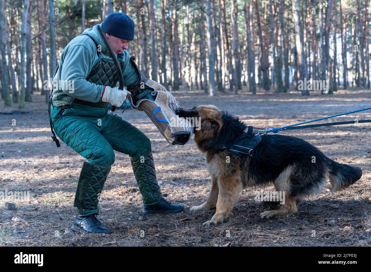 Le Berger allemand tient la manche de morsure dans sa bouche. Un homme