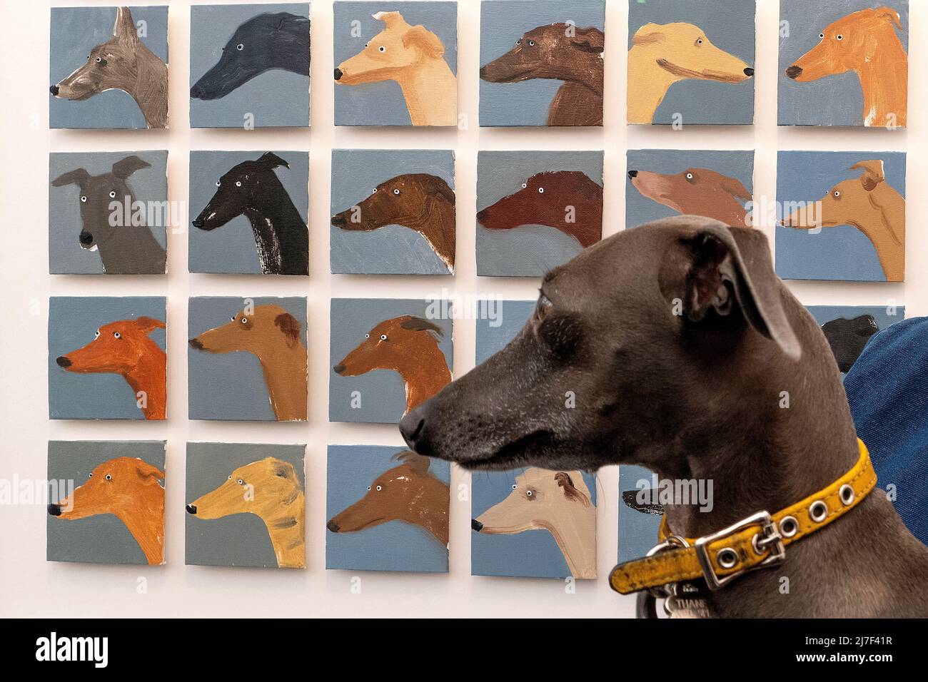 Le Greyhound italien visite la foire d'art abordable de Hampstead Heath Londres 7/5/2022 Banque D'Images