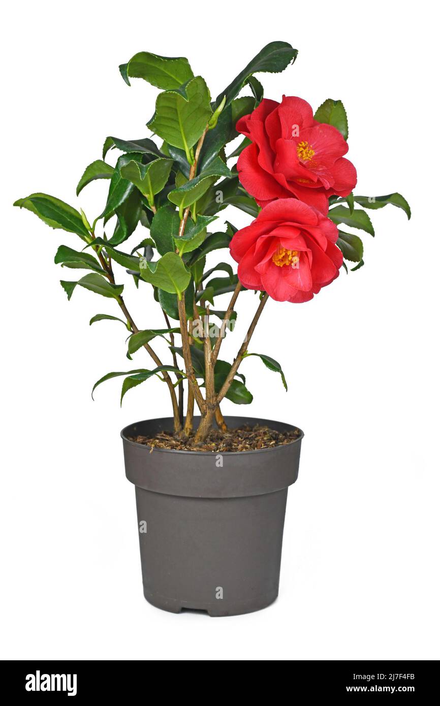 Fleur rouge Camellia Japonica en pot sur fond blanc Banque D'Images