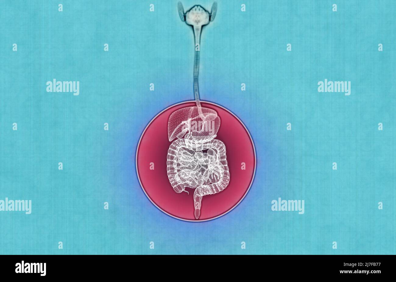 Corps humain, système digestif, anatomie. Intestin. Agrandissement du secteur abdominal. Douleurs abdominales. 3d rendu Banque D'Images