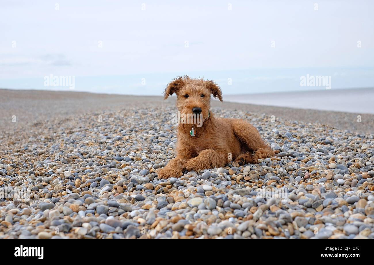 mignon chien de terrier irlandais sur la plage de galets, norfolk, angleterre Banque D'Images