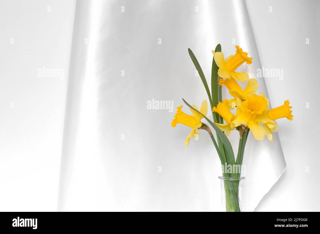 Bouquet de jonquilles dans un vase transparent sur fond de tissu blanc satiné. Jonquilles jaune vif. Fleurs de printemps Banque D'Images