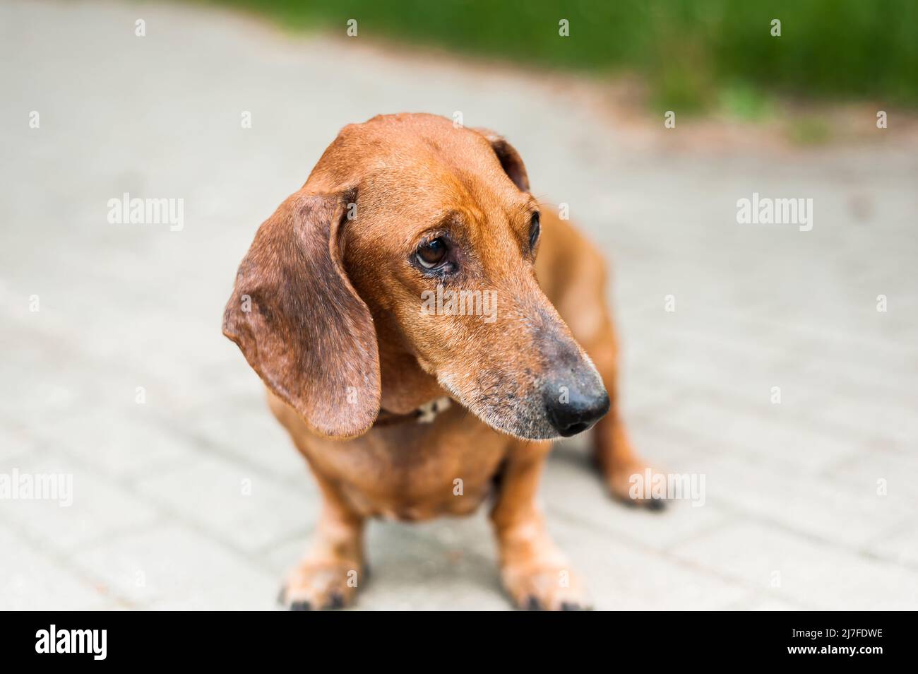 Un jeune chien énergique court pour une promenade. Exécution de commandes dans une forme de jeu. Relation harmonieuse avec le chien : éducation et formation Banque D'Images