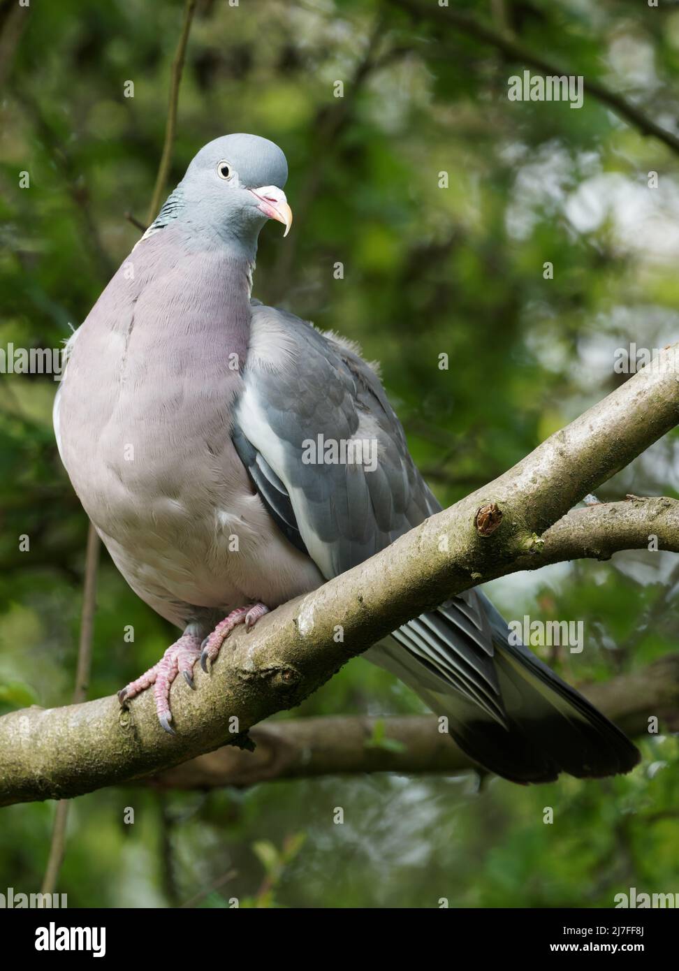 Un pigeon de bois (Palumbus de Columba) perché sur une branche d'arbre à Fairburn ings à Wakefield, West Yorkshire. Banque D'Images