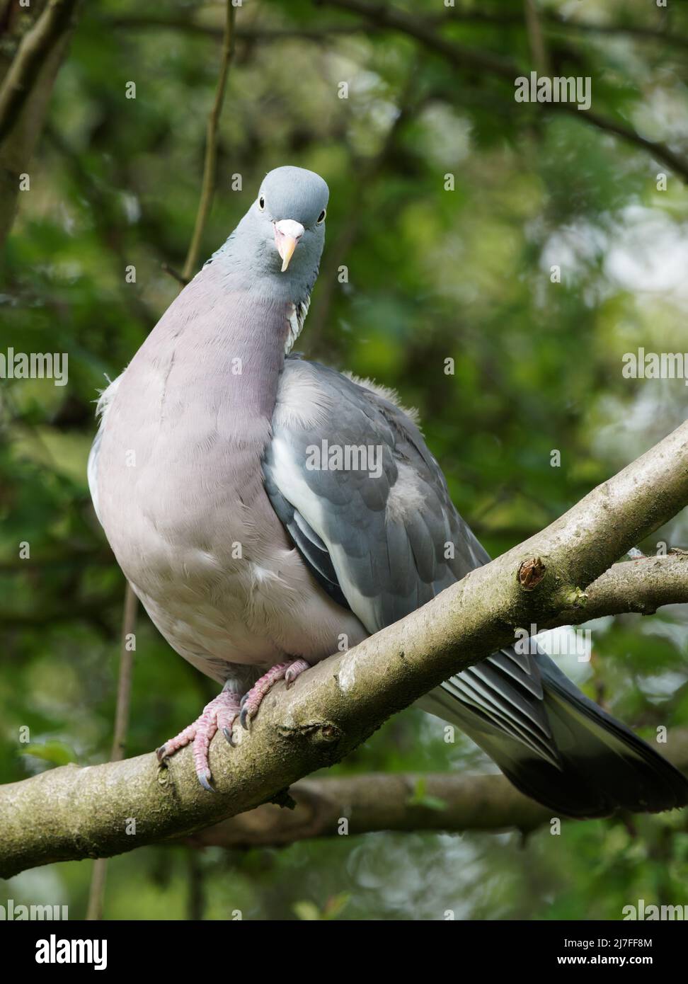 Un pigeon de bois (Palumbus de Columba) perché sur une branche d'arbre à Fairburn ings à Wakefield, West Yorkshire. Banque D'Images