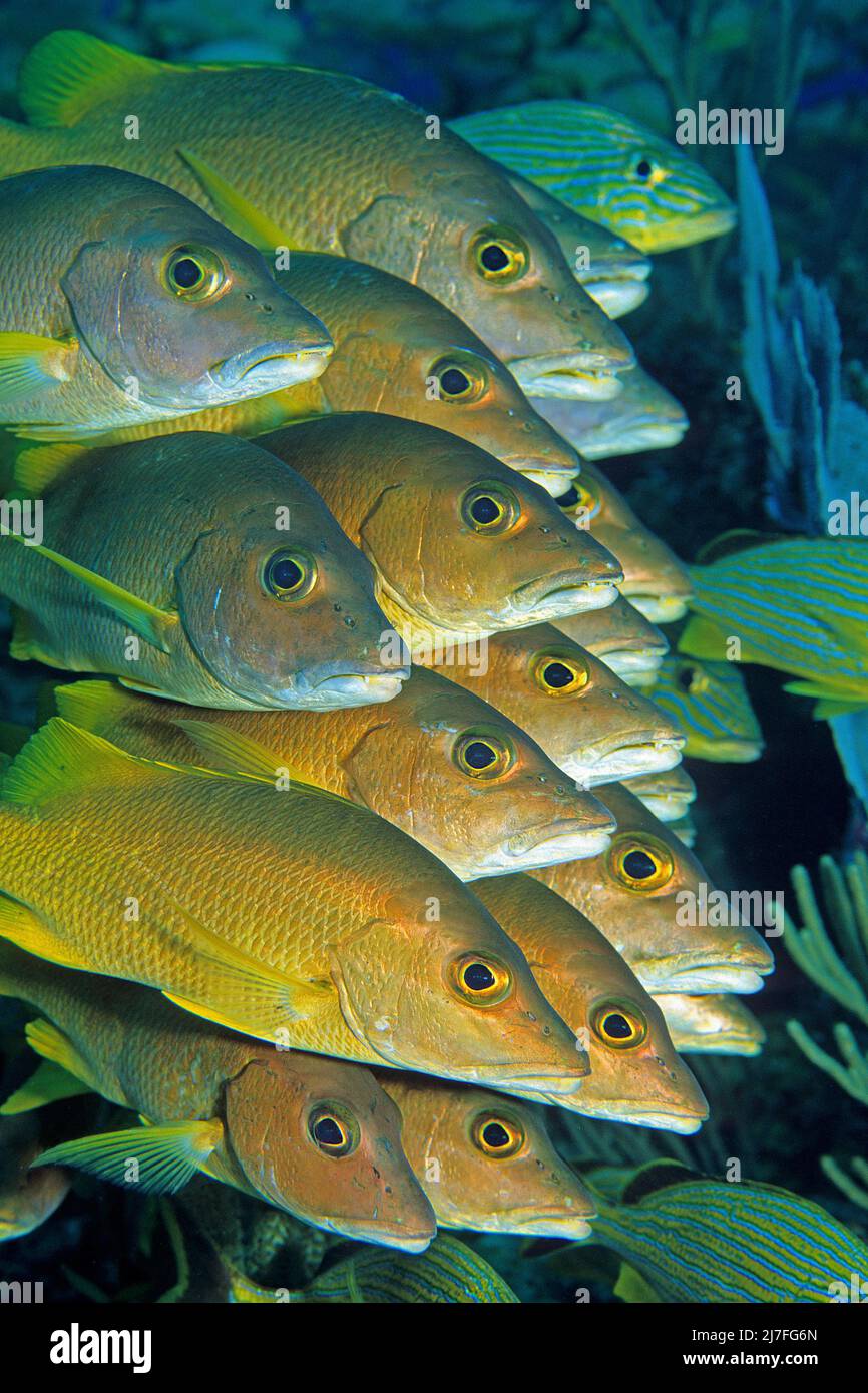 Les maîtres-élèves (Lutjanus apodus), l'école, les prédateurs qui chassent principalement les poissons et les crabes, Cuba, la mer des Caraïbes, les Caraïbes Banque D'Images