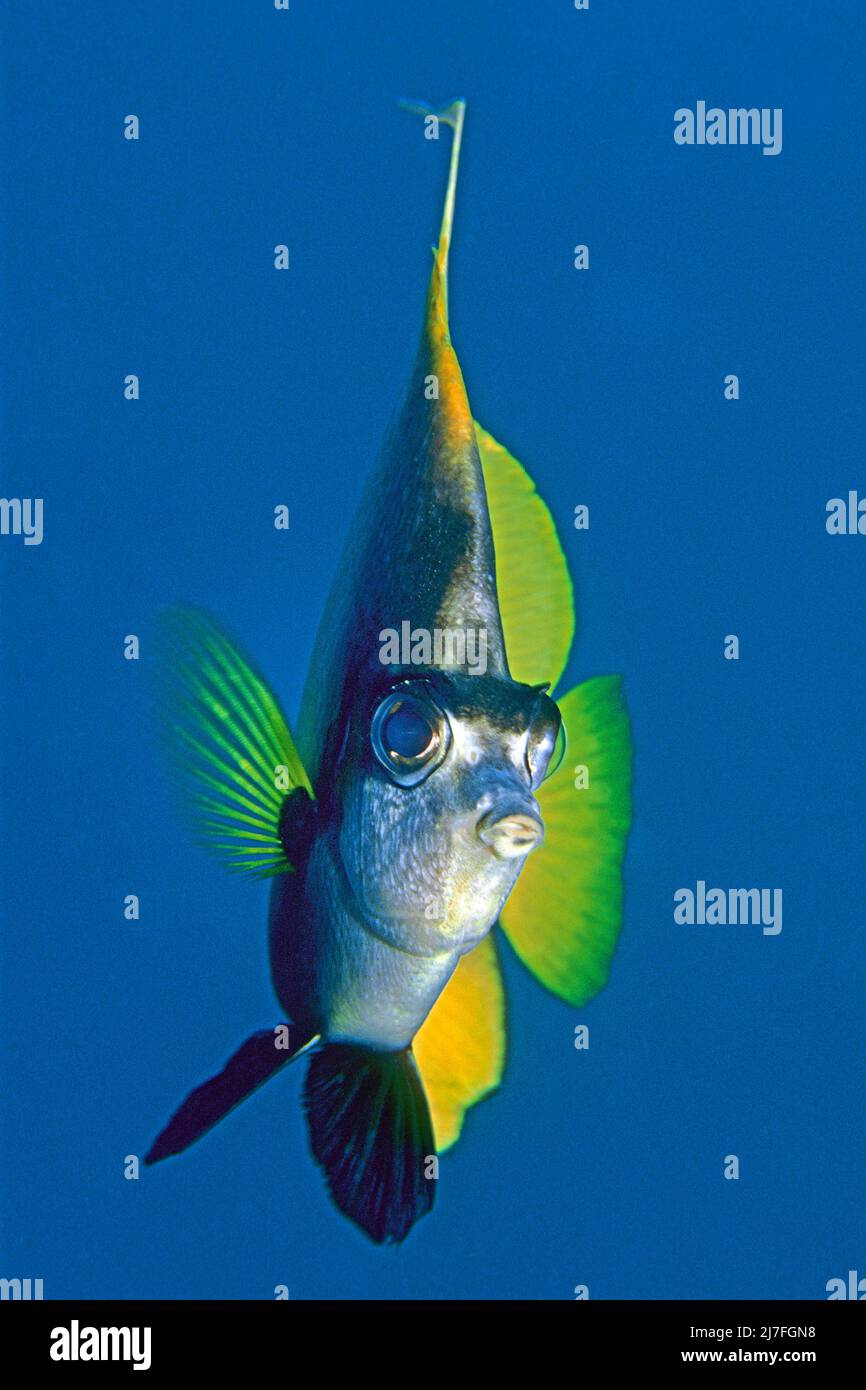 Lannerfish de la mer Rouge (Heniochus intermedius), dans l'eau bleue, Hurghada, Egypte, Mer Rouge Banque D'Images