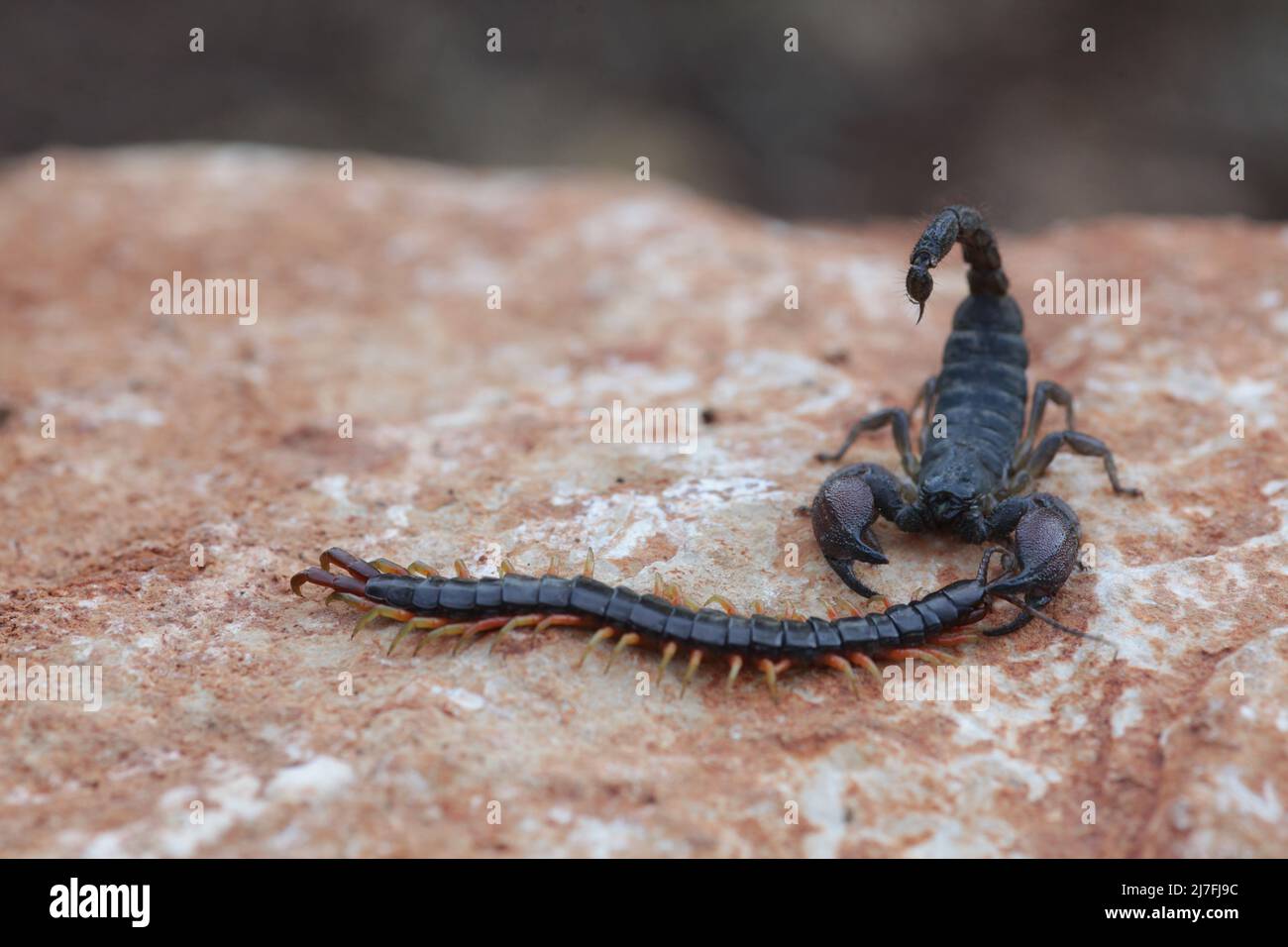Scorpion noir israélien (Scorpio maurus fuscus) mange un Centipede photographié en Israël Israël en Octobre Banque D'Images