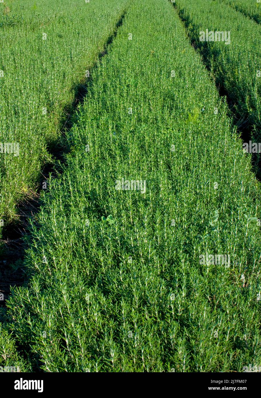 Un champ de romarin cultivé (Rosmarinus officinalis) photographié en Israël en novembre Banque D'Images