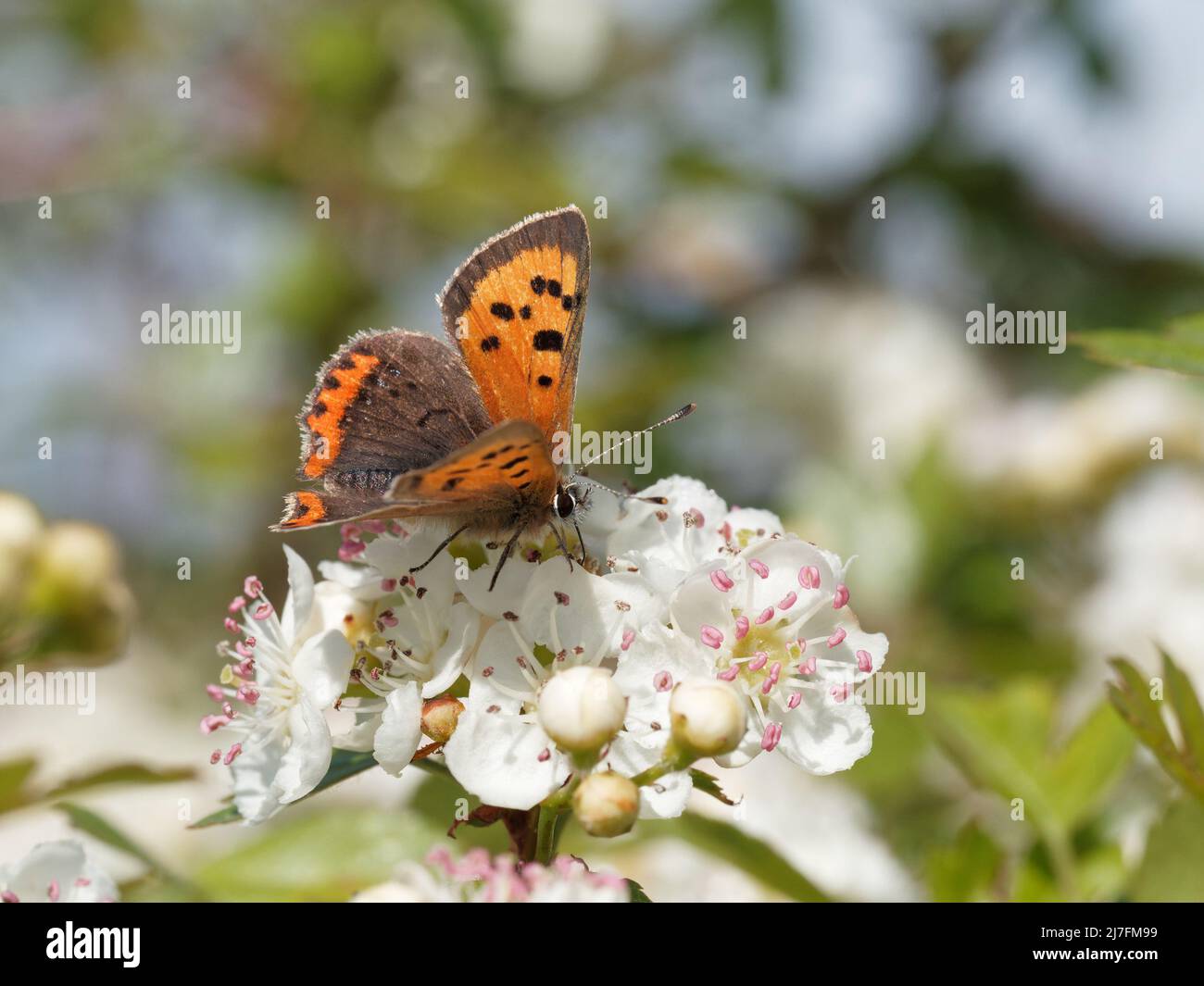 Un petit papillon en cuivre (Lycaena phlaeas) sur la fleur d'arbre à Fairburn ings à Wakefield, West Yorkshire. Banque D'Images