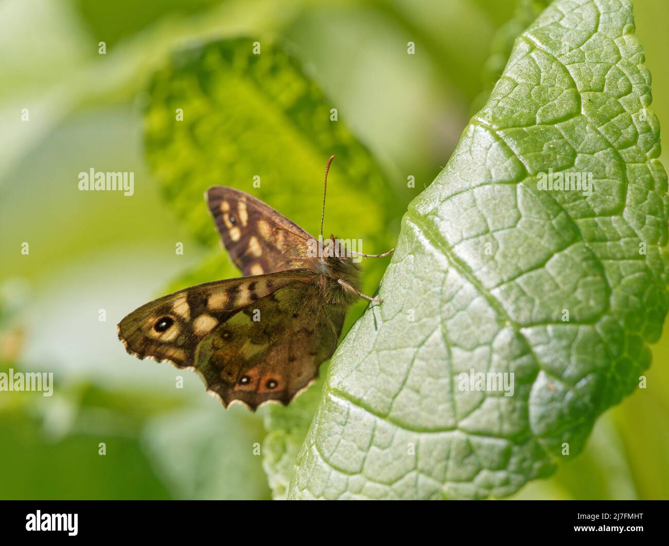 Un papillon en bois d'été (Pararge aegeria) sur une feuille d'ortie verte à Fairburn ings à Wakefield, West Yorkshire. Banque D'Images