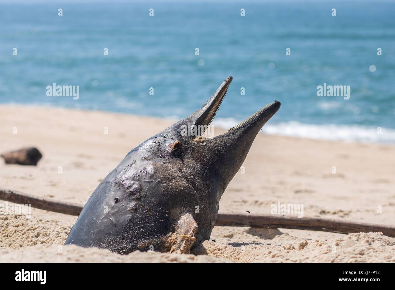 Un marsouin mort lavé à la terre à un stade avancé de décomposition avec une bouche ouverte et une tête qui dépasse du sable à la plage Banque D'Images