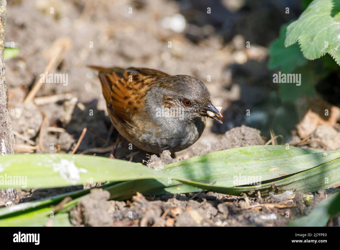 Dunnock (Prunella modularis) Feeding, Sussex Garden, Royaume-Uni Banque D'Images