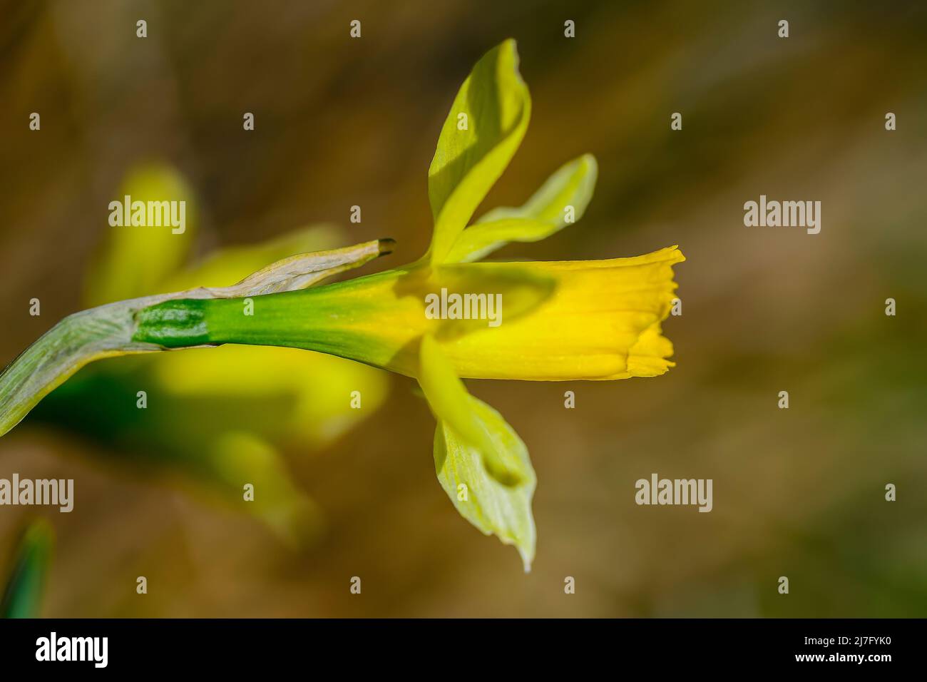 Narcissus nevadensis - la Sierra Nevada le Narcissus est une espèce botanique appartenant à la famille des Amaryllidaceae. Banque D'Images