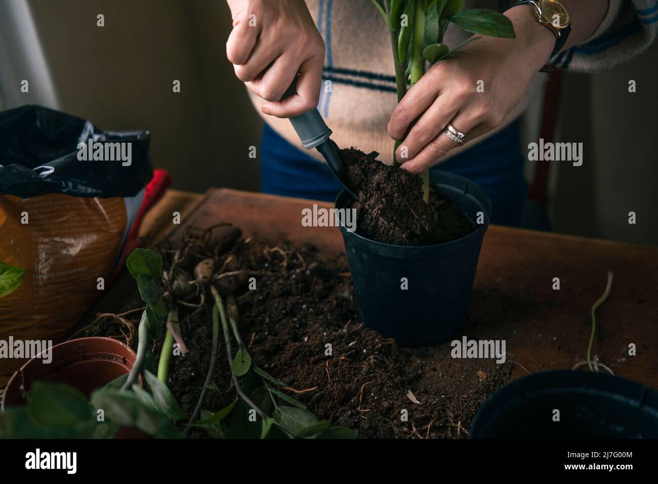 Femme plantant des plantes en pot à la maison Banque D'Images
