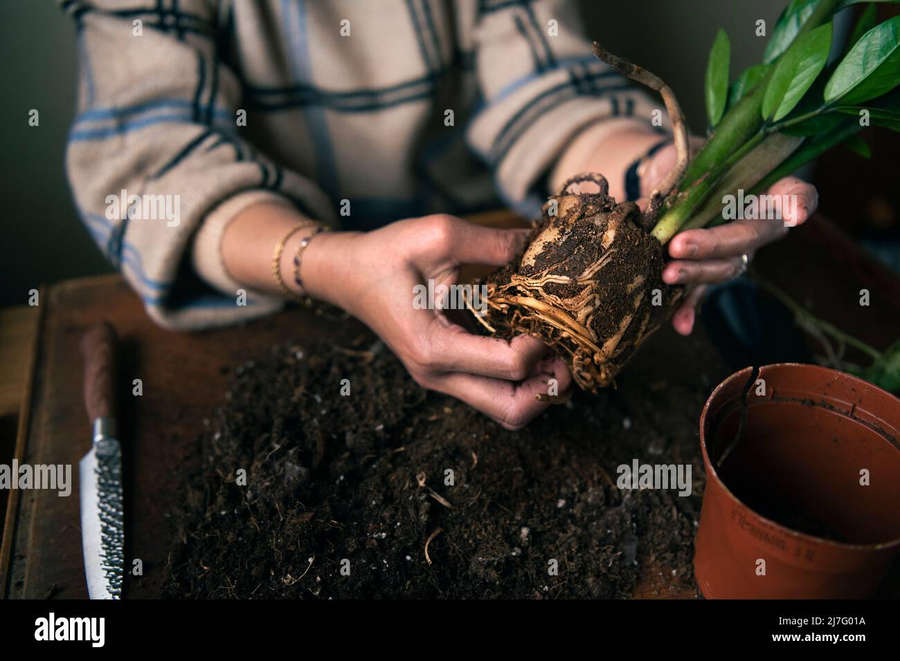 Femme plantant des plantes en pot à la maison Banque D'Images
