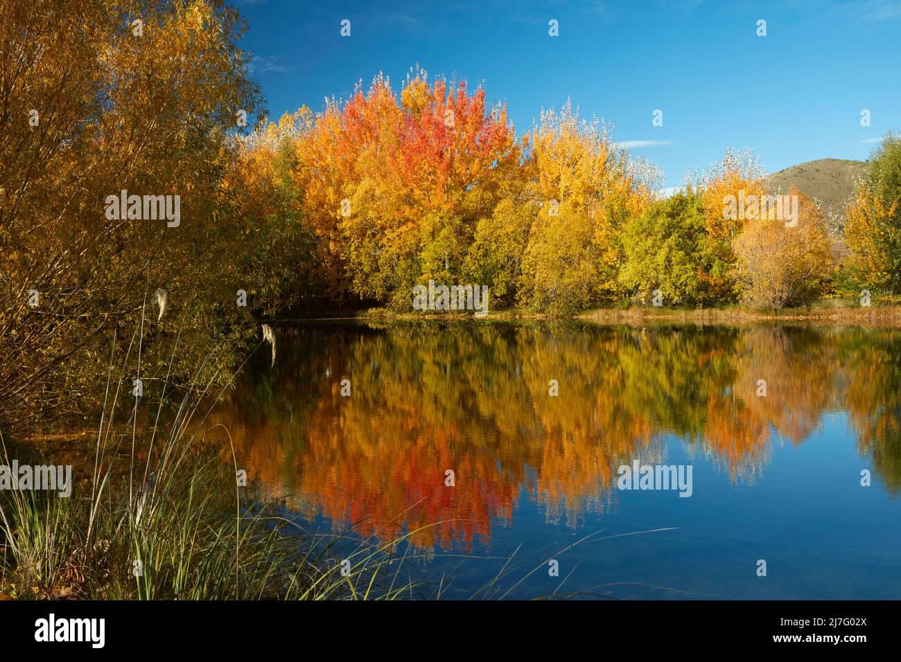 Réflexions d'automne dans l'étang de Kellands, près de Twizel, le district de Mackenzie, North Otago, South Island, Nouvelle-Zélande Banque D'Images