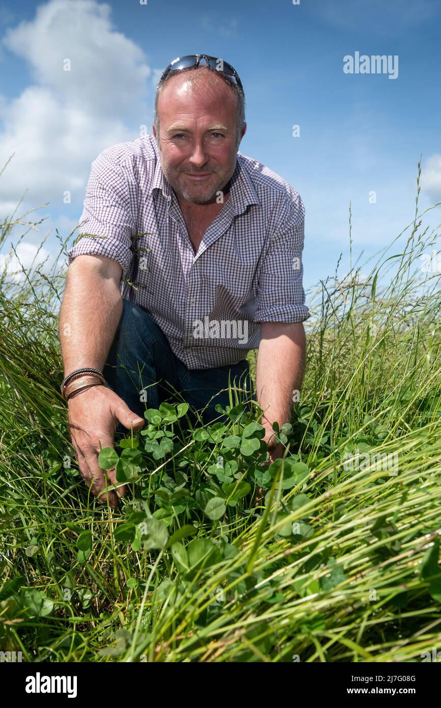 Agriculteur regardant le trèfle et l'herbe dans une allée temporaire, utilisé comme une récolte de rotation. Banque D'Images Agriculteur regardant le trèfle et l'herbe dans une allée temporaire, utilisé comme une récolte de rotation. Banque D'Images