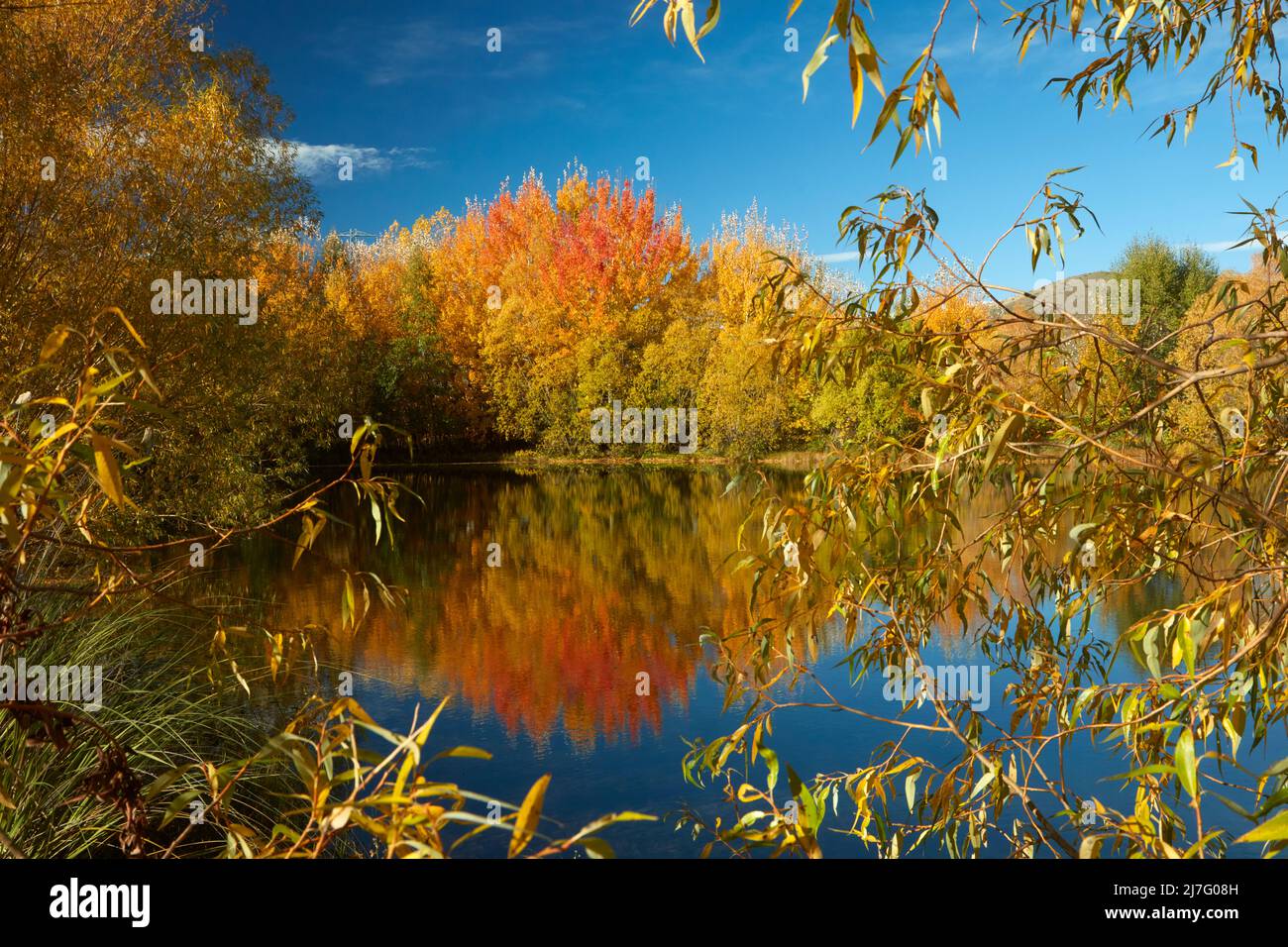 Réflexions d'automne dans l'étang de Kellands, près de Twizel, le district de Mackenzie, North Otago, South Island, Nouvelle-Zélande Banque D'Images