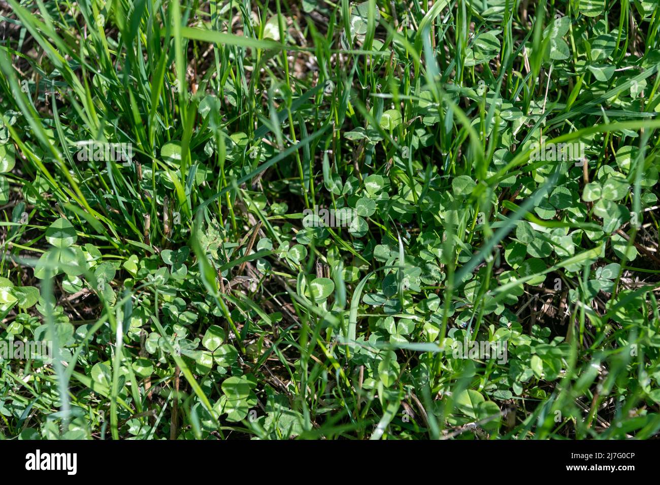 Agriculteur regardant le trèfle et l'herbe dans une allée temporaire, utilisé comme une récolte de rotation. Banque D'Images Agriculteur regardant le trèfle et l'herbe dans une allée temporaire, utilisé comme une récolte de rotation. Banque D'Images