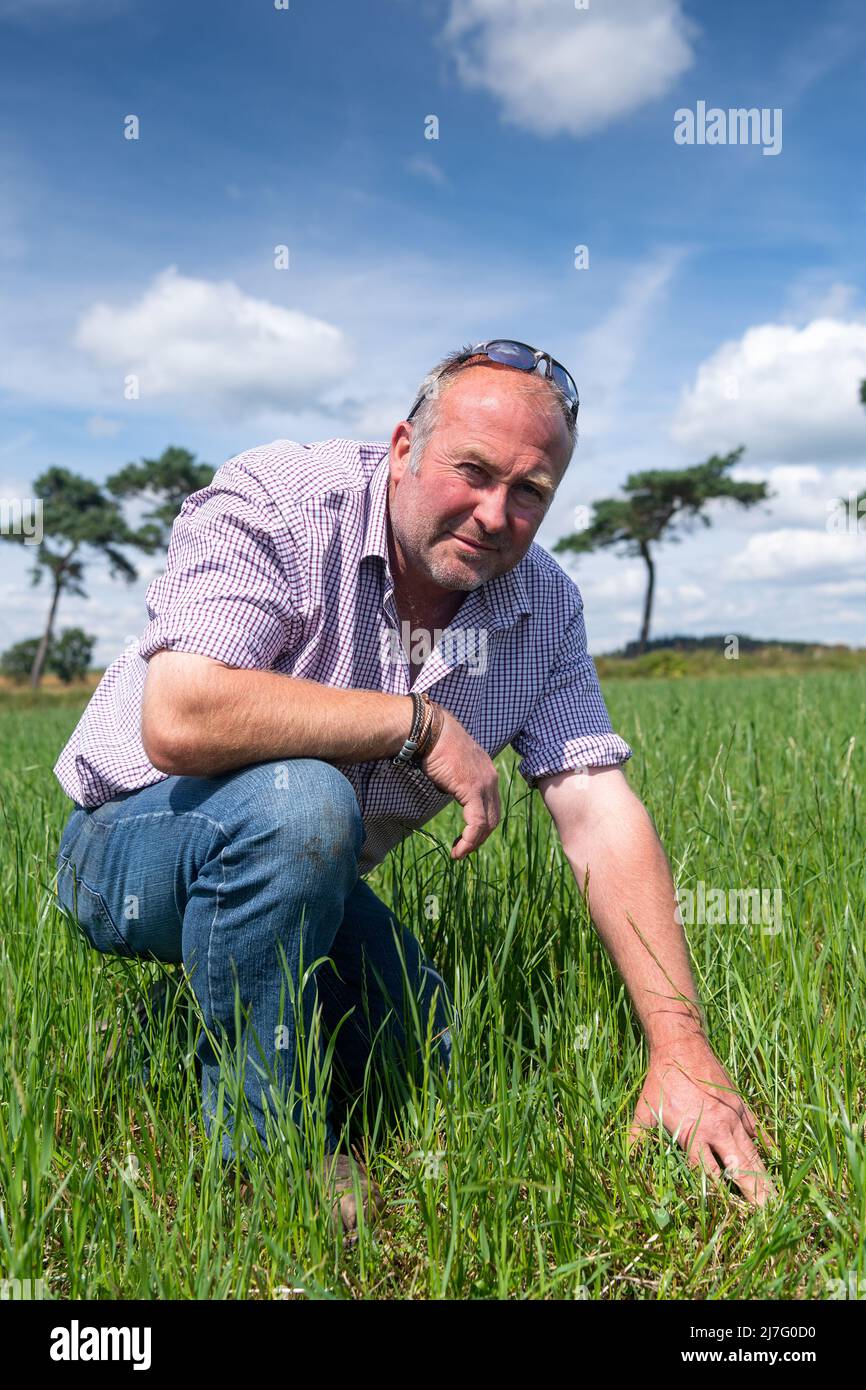 Agriculteur regardant le trèfle et l'herbe dans une allée temporaire, utilisé comme une récolte de rotation. Banque D'Images Agriculteur regardant le trèfle et l'herbe dans une allée temporaire, utilisé comme une récolte de rotation. Banque D'Images