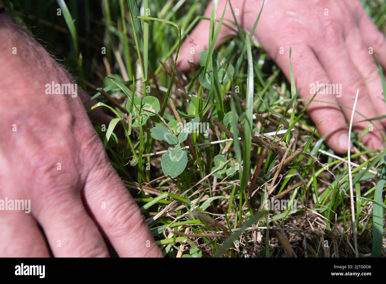 Agriculteur regardant le trèfle et l'herbe dans une allée temporaire, utilisé comme une récolte de rotation. Banque D'Images Agriculteur regardant le trèfle et l'herbe dans une allée temporaire, utilisé comme une récolte de rotation. Banque D'Images