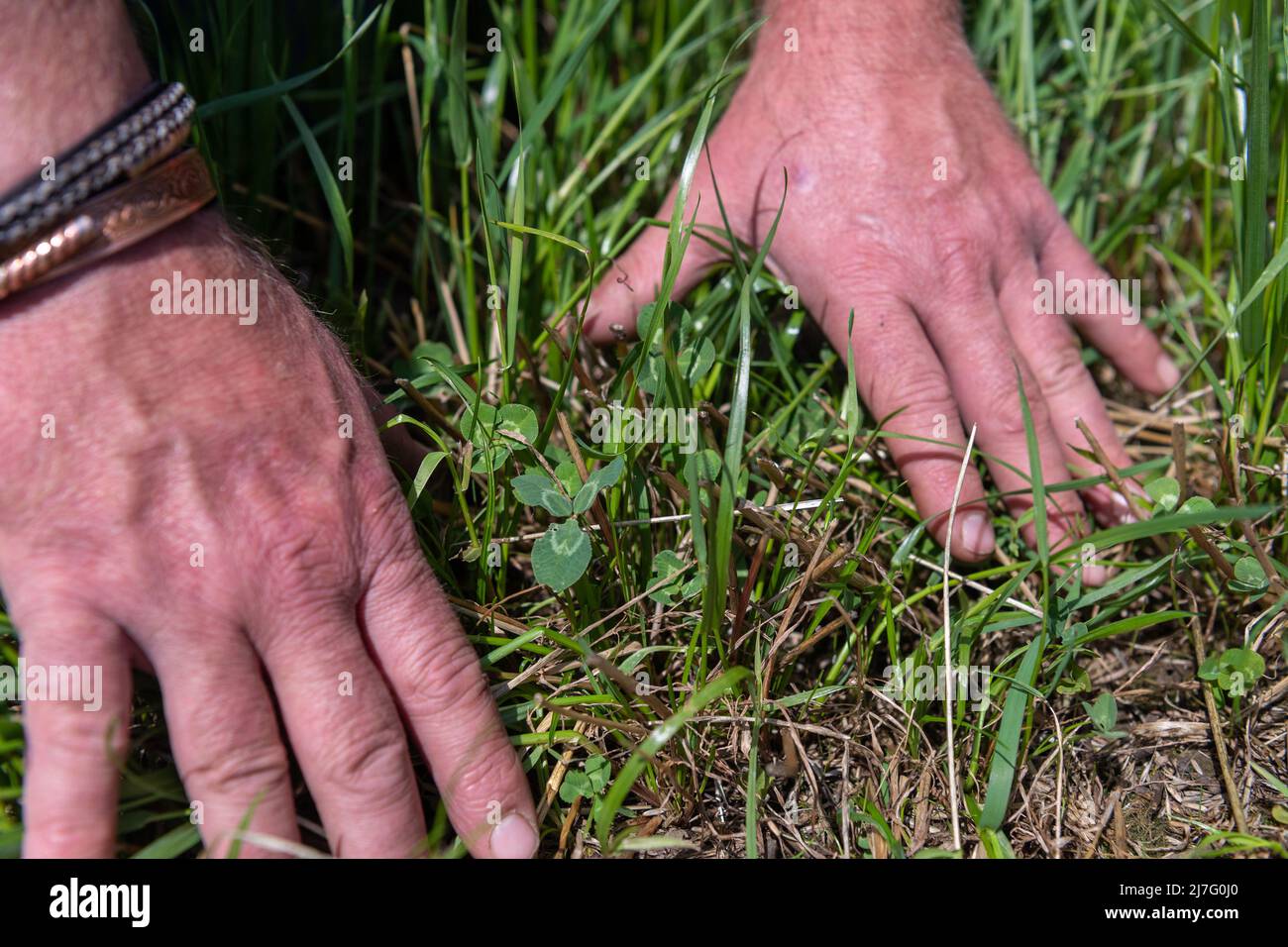Agriculteur regardant le trèfle et l'herbe dans une allée temporaire, utilisé comme une récolte de rotation. Banque D'Images Agriculteur regardant le trèfle et l'herbe dans une allée temporaire, utilisé comme une récolte de rotation. Banque D'Images