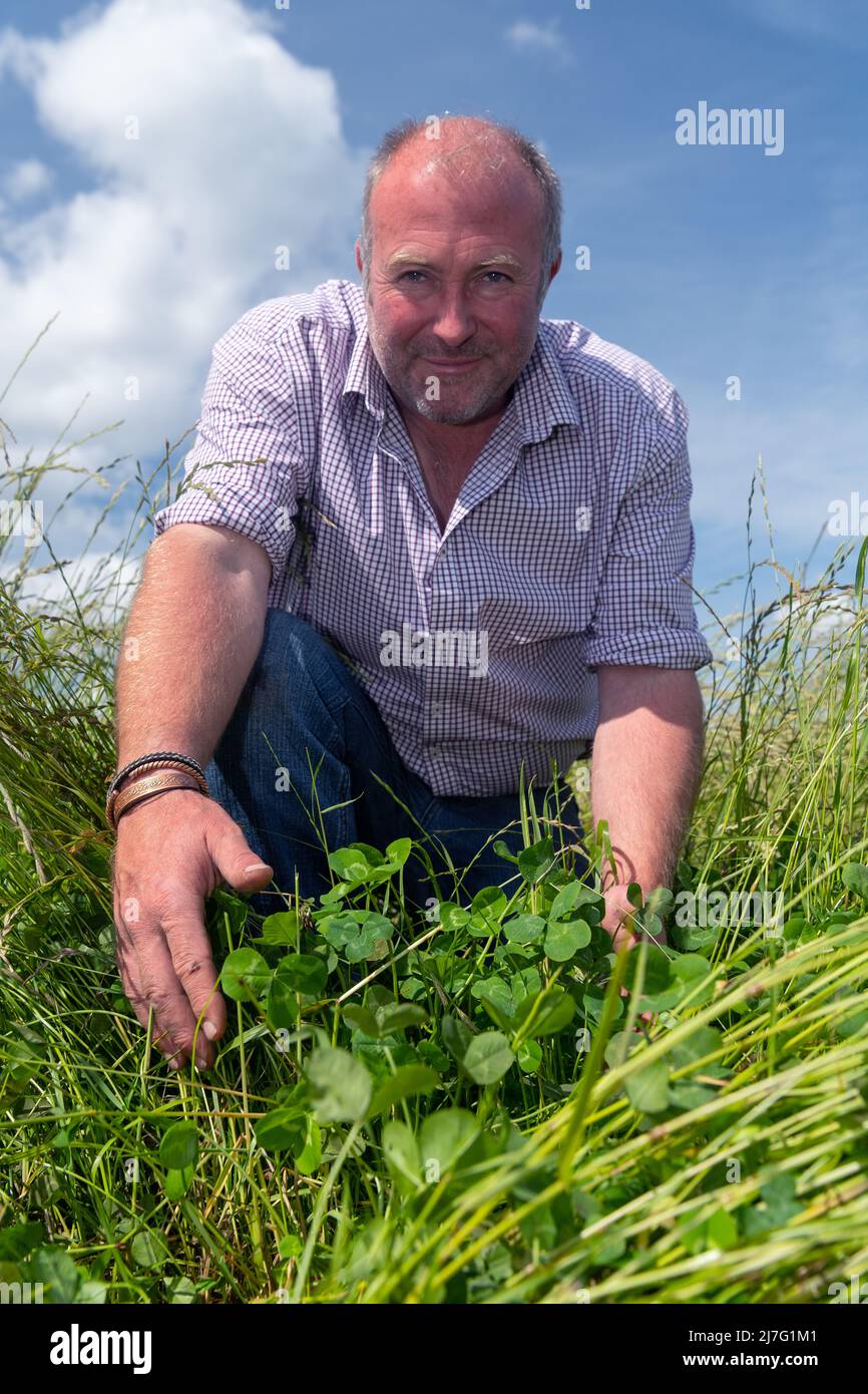 Agriculteur regardant le trèfle et l'herbe dans une allée temporaire, utilisé comme une récolte de rotation. Banque D'Images Agriculteur regardant le trèfle et l'herbe dans une allée temporaire, utilisé comme une récolte de rotation. Banque D'Images