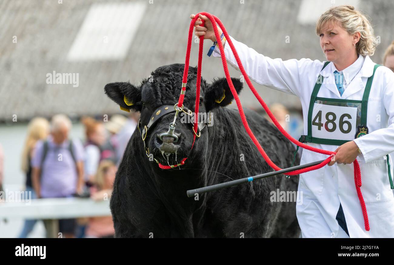 Exposants au Great Yorkshire Show montrant leur bétail de bœuf bleu britannique au salon de 2021, Harrogate, North Yorkshire, Royaume-Uni. Banque D'Images